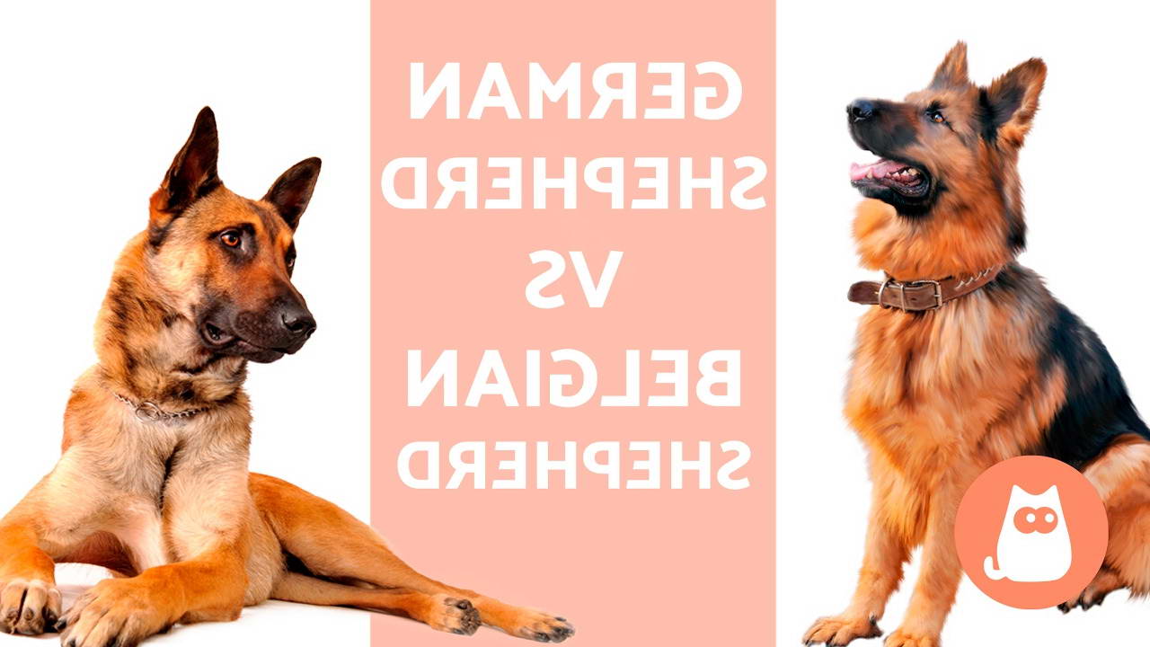 Belgian Shepherd Vs German Shepherd