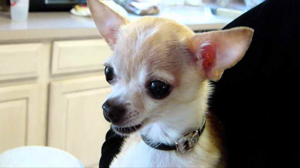 Benadryl For Chihuahua