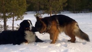 Bernese Mountain Dog German Shepherd
