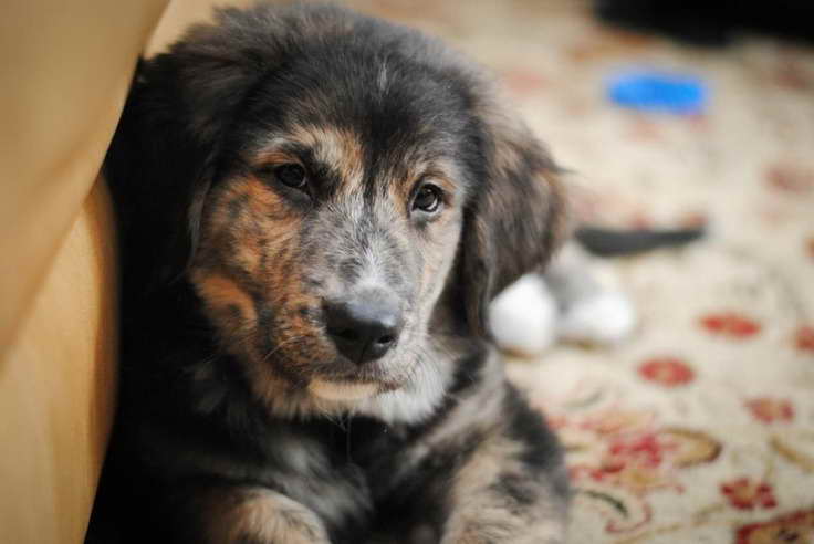 Bernese Mountain Dog Golden Retriever Mix Puppies For Sale