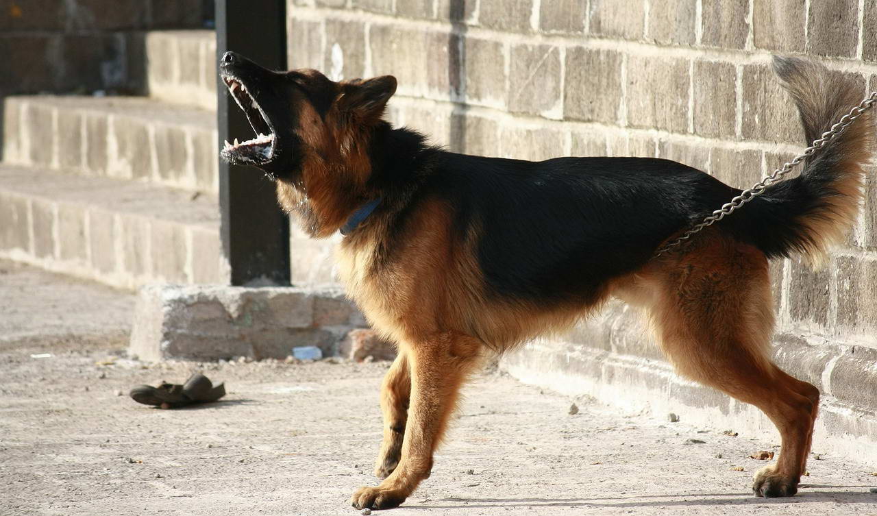 Best Bark Collar For German Shepherd