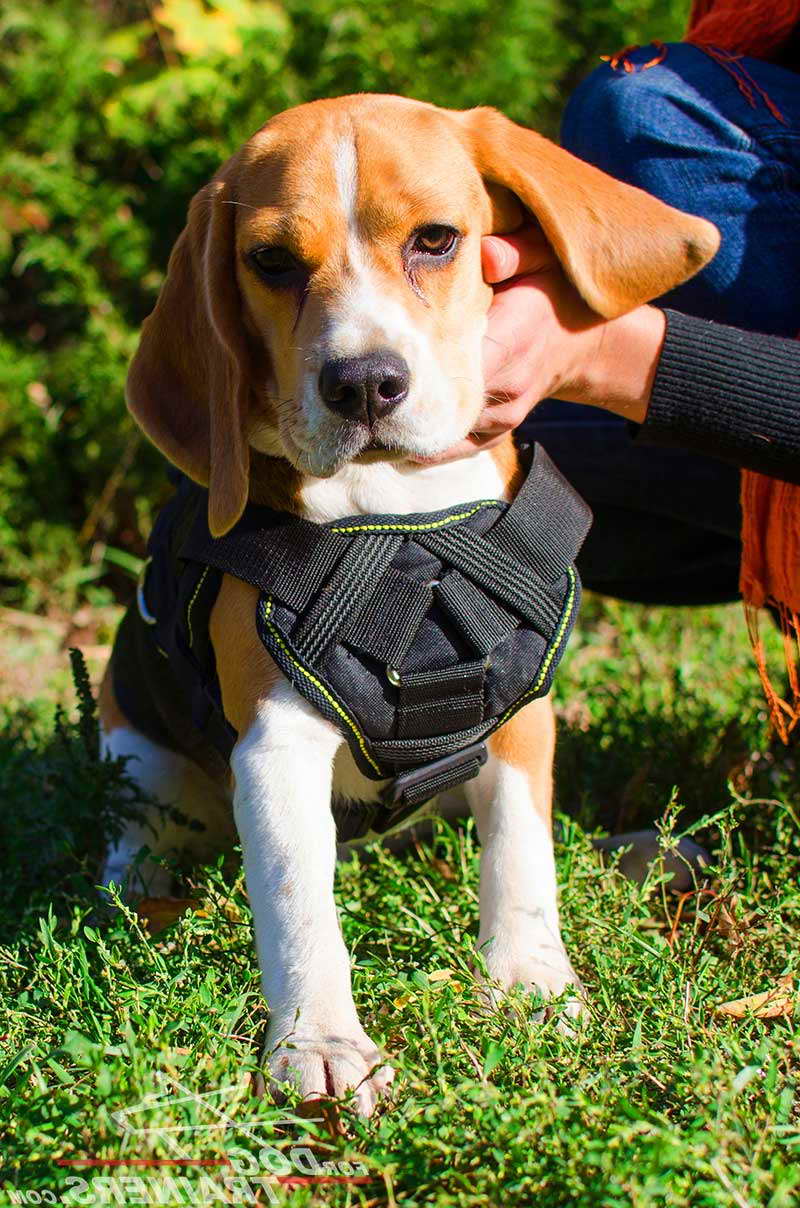 Best Beagle Harness