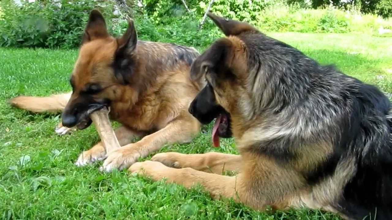 Best Bones For German Shepherd Puppies