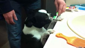 Best Brush For Boston Terrier