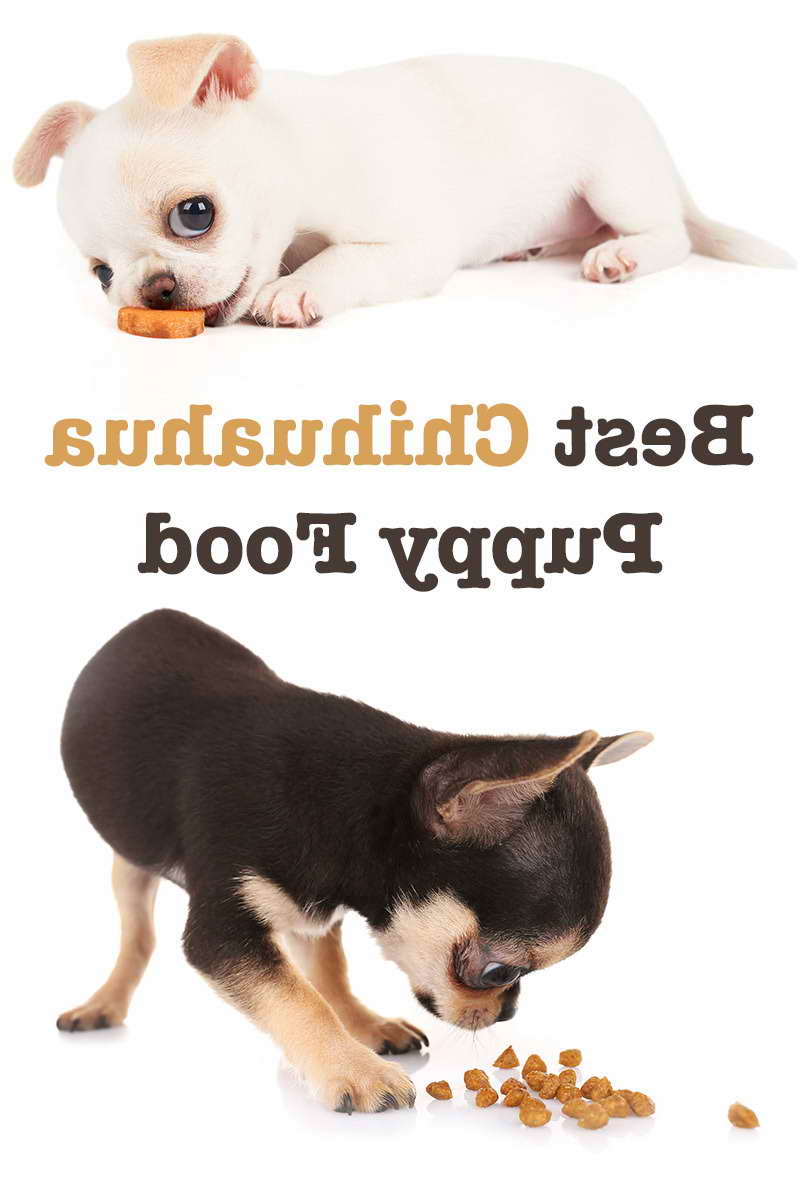 Best Chihuahua Puppy Food