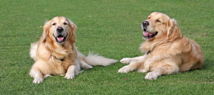 Best Clippers For Golden Retriever