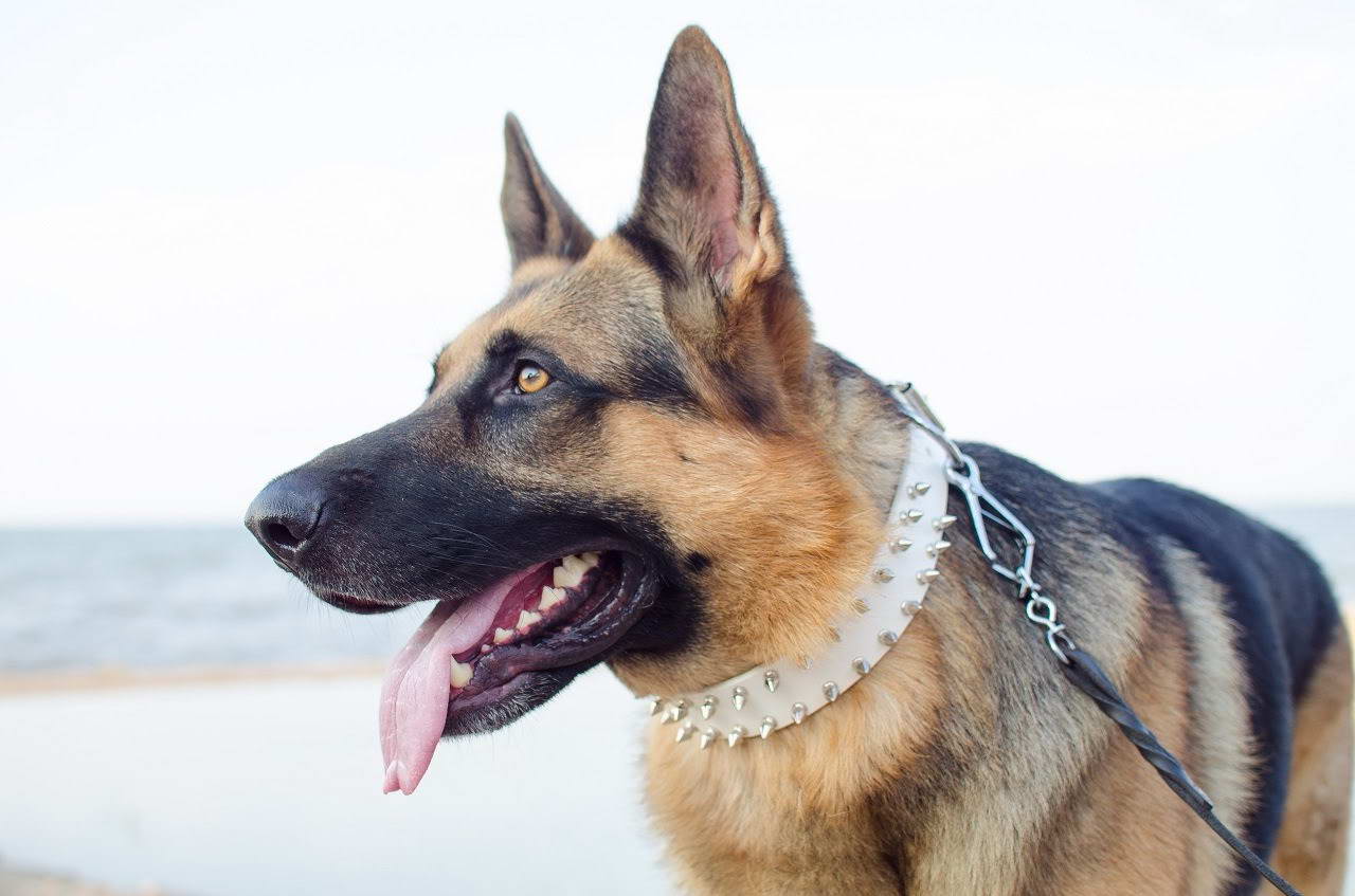 Best Collar For German Shepherd Puppy