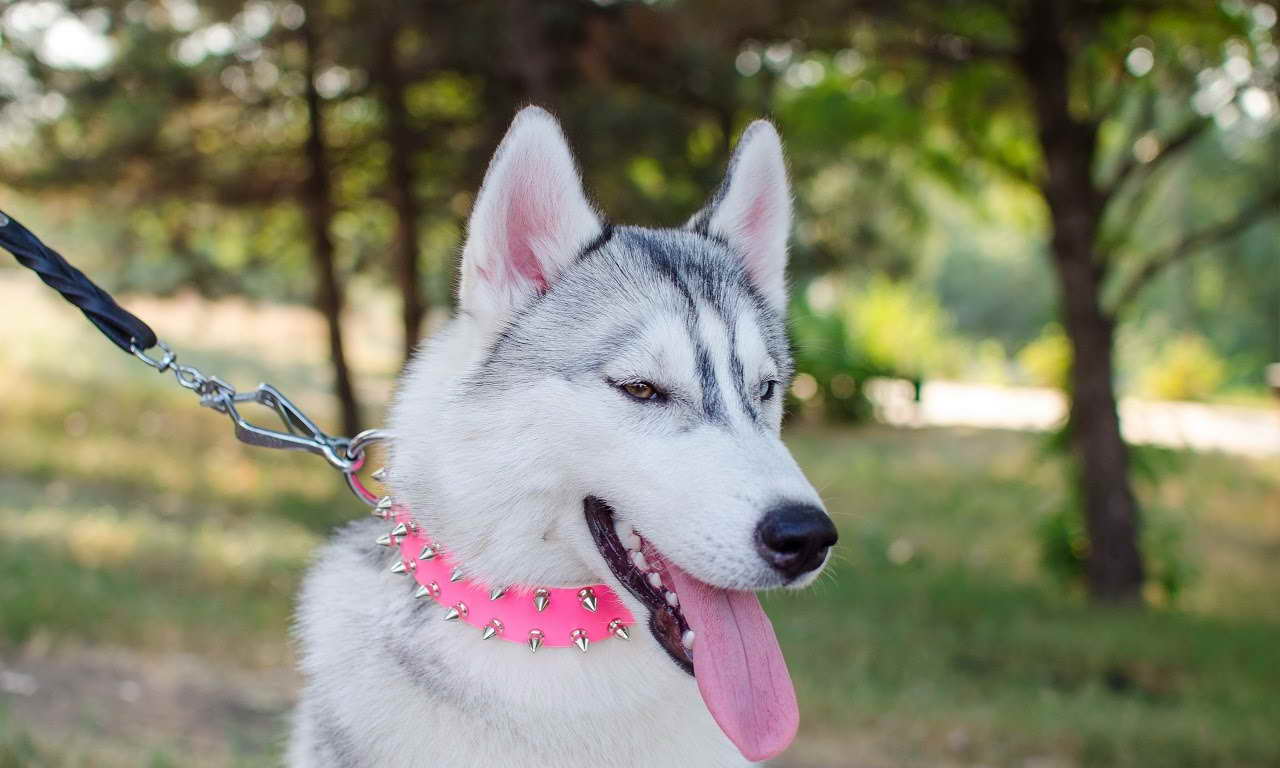 Best Collar For Husky