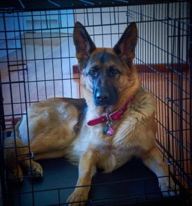 Best Crate For German Shepherd Puppy