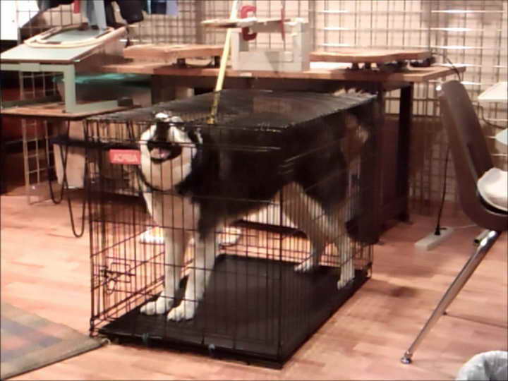 Best Crate For Husky