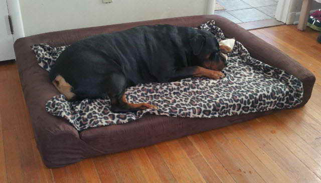 Best Dog Bed For Rottweiler