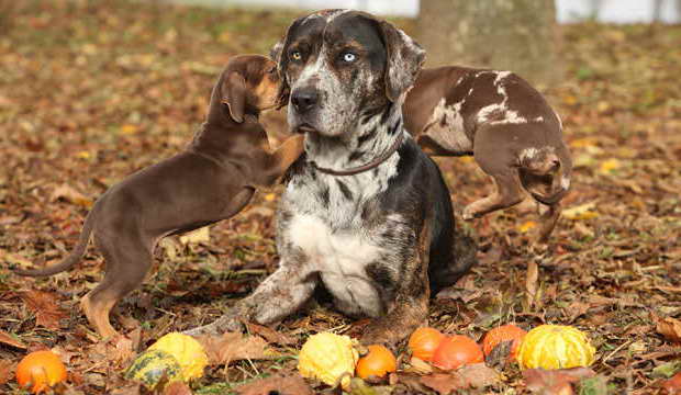 Best Dog Food For Catahoula