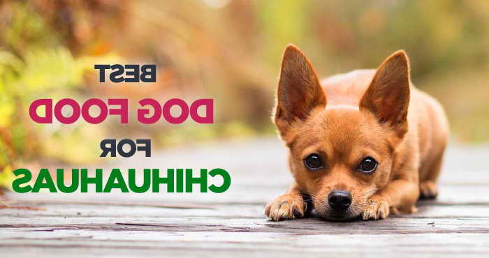 Best Dog Food For Chihuahua With Sensitive Stomach PETSIDI