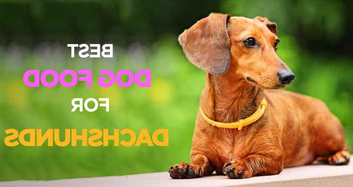 Best Dog Food For Dachshund Puppies