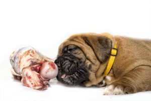 Best Dog Food For French Mastiff