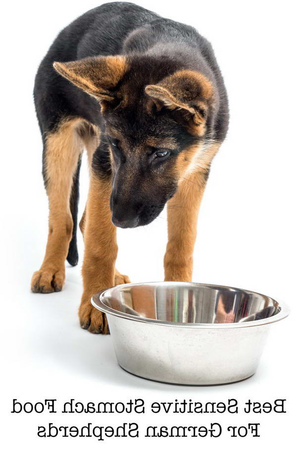 Best Dog Food For German Shepherd With Sensitive Stomach