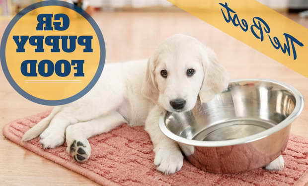 Best Dog Food For Golden Retriever Puppies