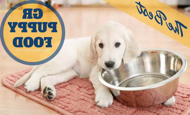 Best Dog Food For Golden Retriever Puppy