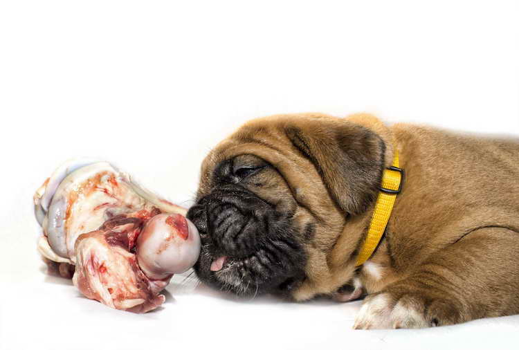Best Dog Food For Mastiff Puppies