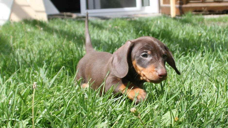 Best Dog Food For Miniature Dachshund