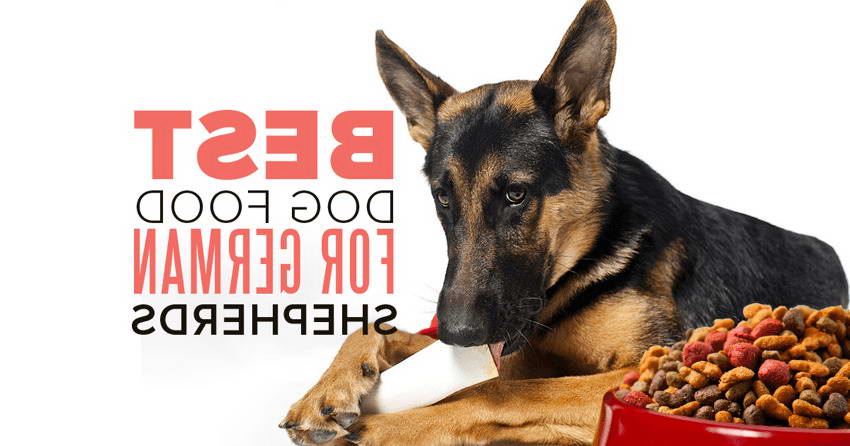 Best Dog Food For My German Shepherd