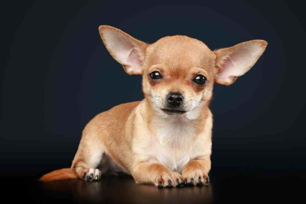 Best Dog Food For Overweight Chihuahua