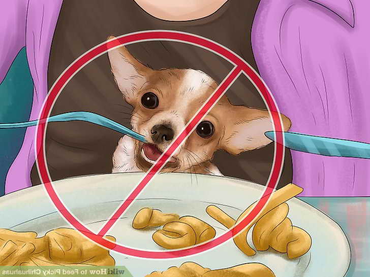 Best Dog Food For Picky Chihuahua