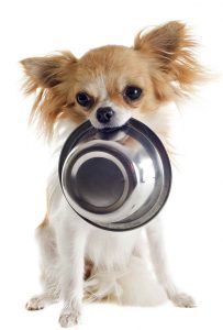 Best Dog Food For Teacup Chihuahua
