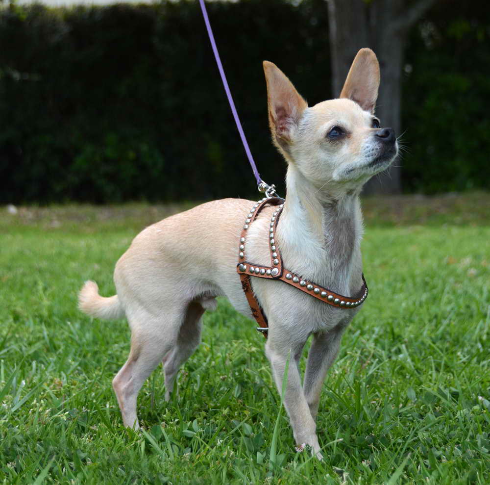 Best Dog Harness For Chihuahua