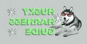 Best Dog Harness For Husky