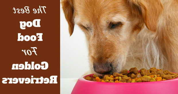 Best Dry Dog Food Golden Retriever