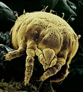 Best Flea Treatment For German Shepherd