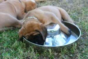 Best Food For English Mastiff Puppy
