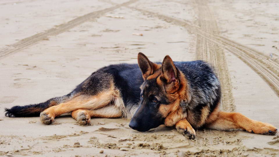 Best Food For German Shepherd To Gain Weight