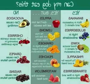 Best Food For Labrador