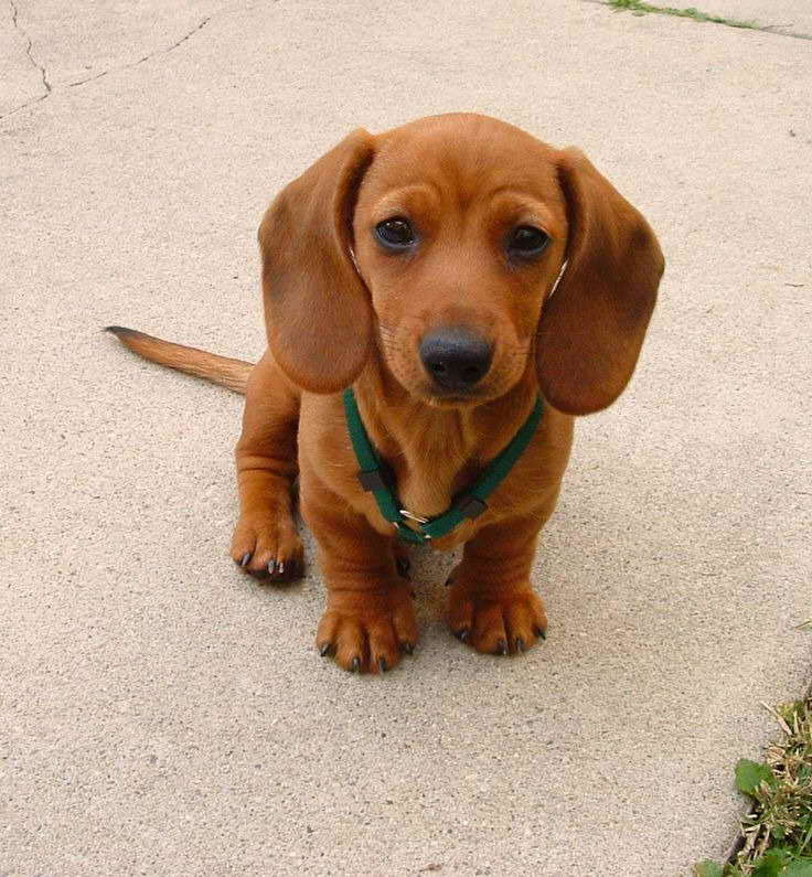 Best Food For Miniature Dachshund
