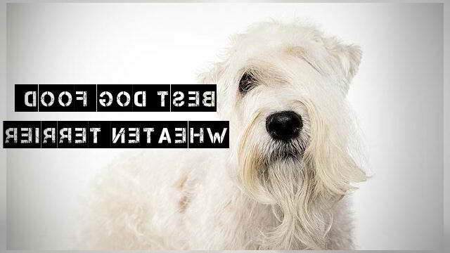 Best Food For Wheaten Terrier