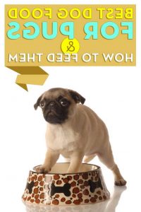 Best Food To Feed A Pug
