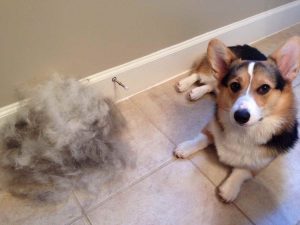 Best Furminator For Corgi