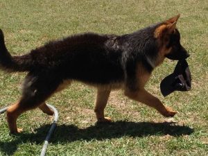 Best German Shepherd Breeders In Usa