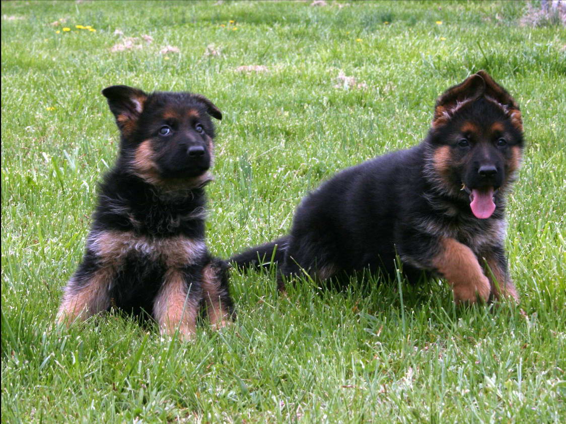 Best German Shepherd Puppies