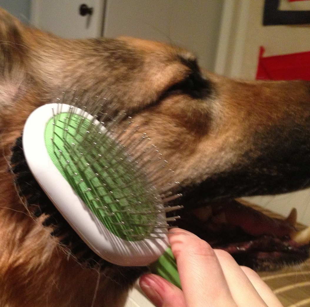 Best Grooming Brush For German Shepherd