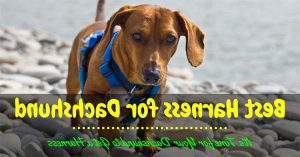 Best Harness For Miniature Dachshund