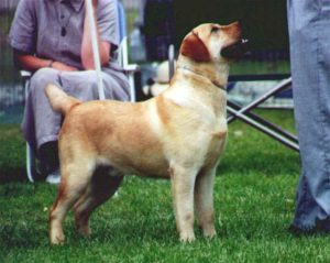 Best Labrador Breeders In California