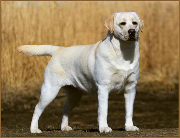 Best Labrador Retriever Breeders