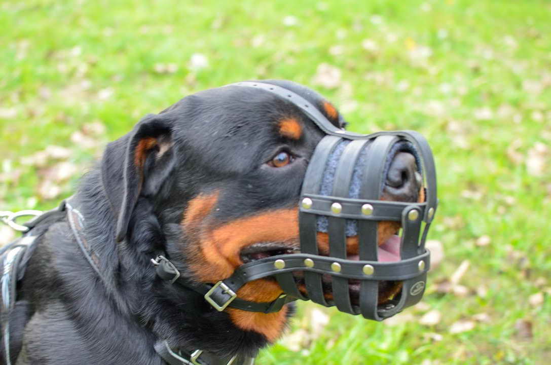 Best Muzzle For Rottweiler