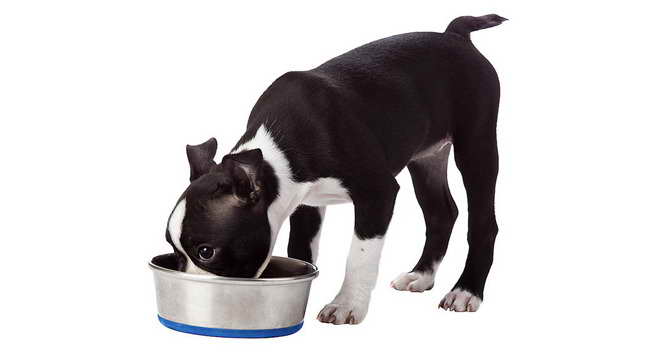 Best Puppy Food For Boston Terrier