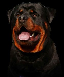Best Rottweiler Breeders In California