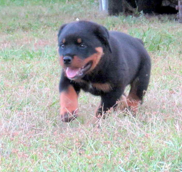 Best Rottweiler Breeders In The Us