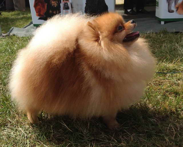 Best Shampoo For Pomeranian